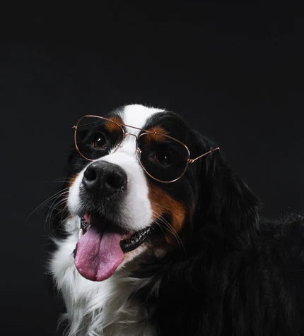files/bernese-mountain-dog-wears-glasses_430x_430x_9aa0ac56-c45a-469f-a73b-7c6c6c3c5586.webp